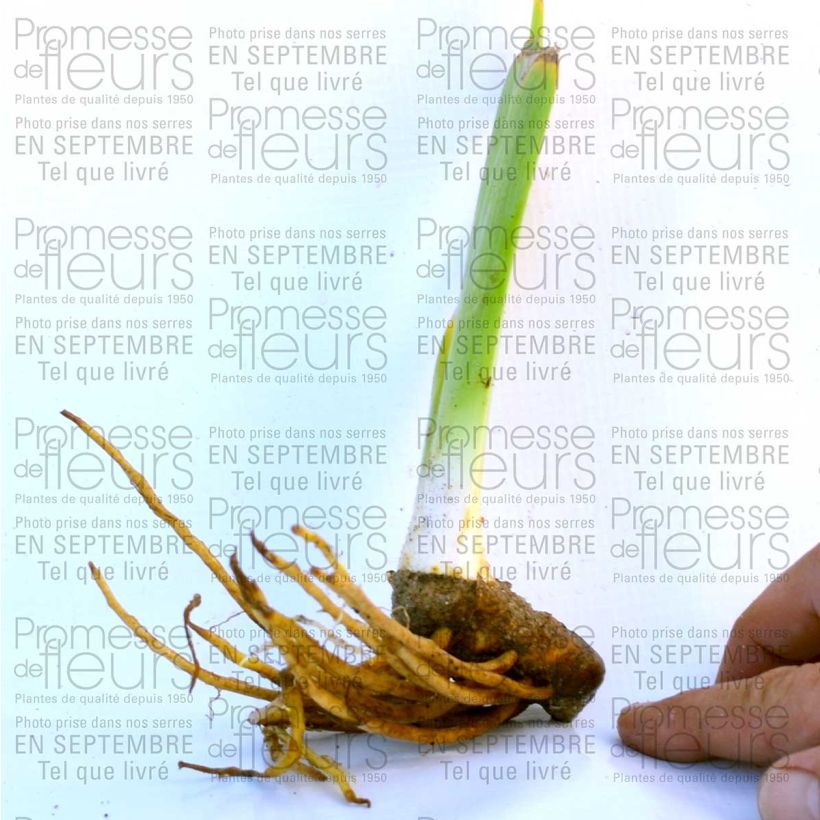 Example of Iris Champagne Frost 8/9 cm pot specimen as delivered
