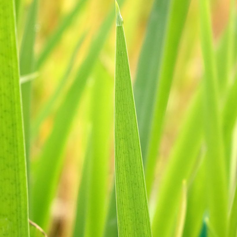 Iris louisiana Ann Chowning (Foliage)