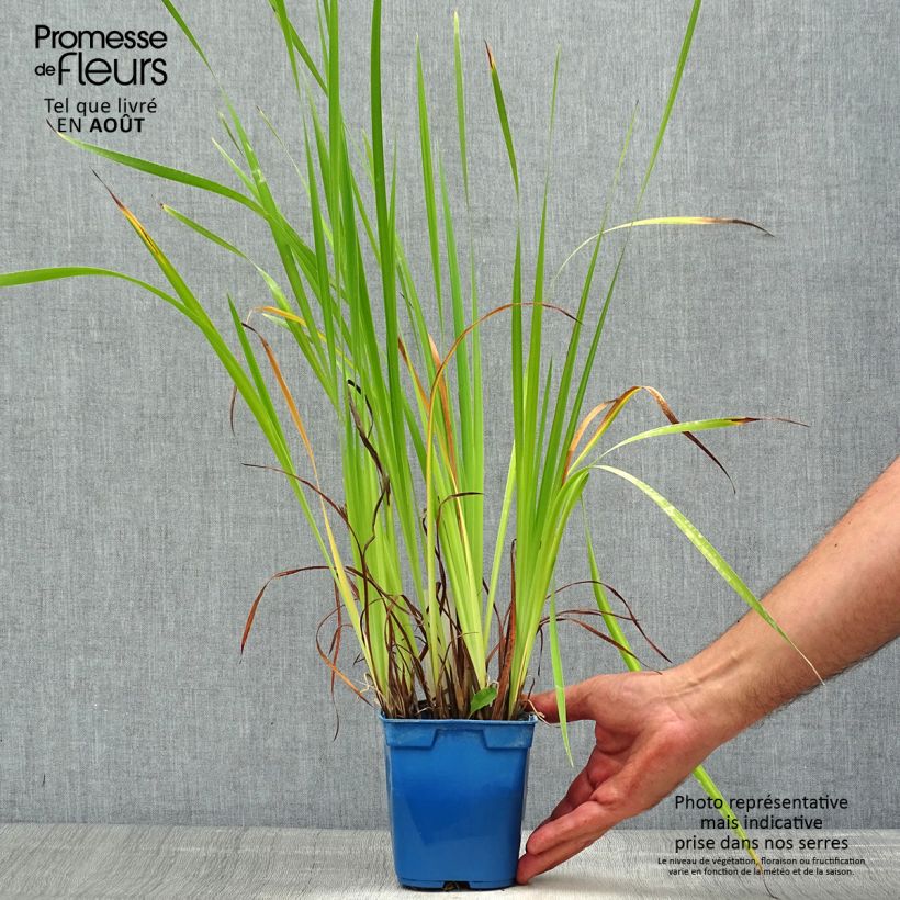 Iris sibirica Caesars Brother - Siberian Iris 1L/1.5L pot sample as delivered in summer