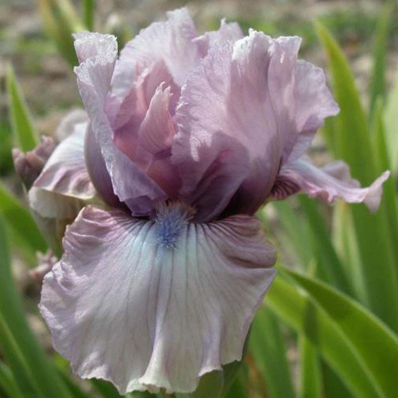 Iris Donegal (Flowering)