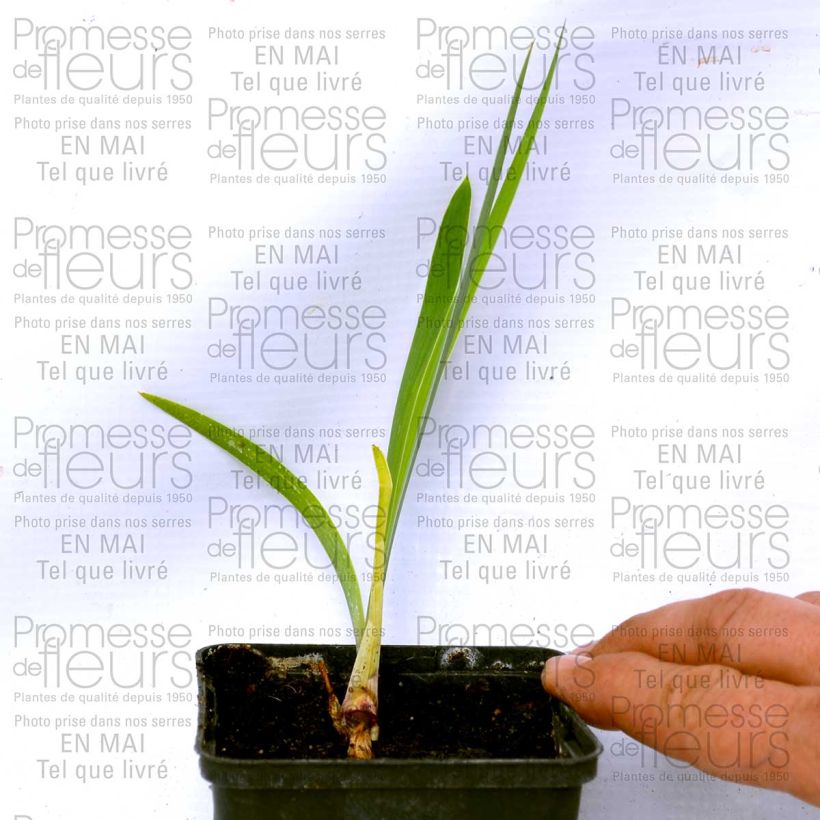 Example of Iris Donegal 8/9 cm pot specimen as delivered