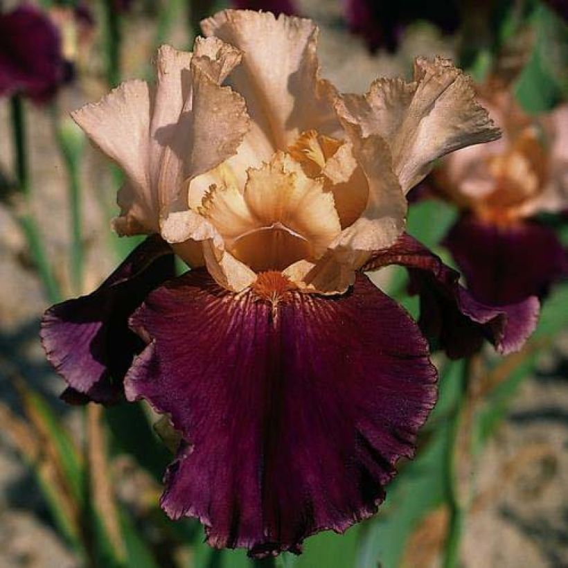 Iris germanica Double Espoir (Flowering)