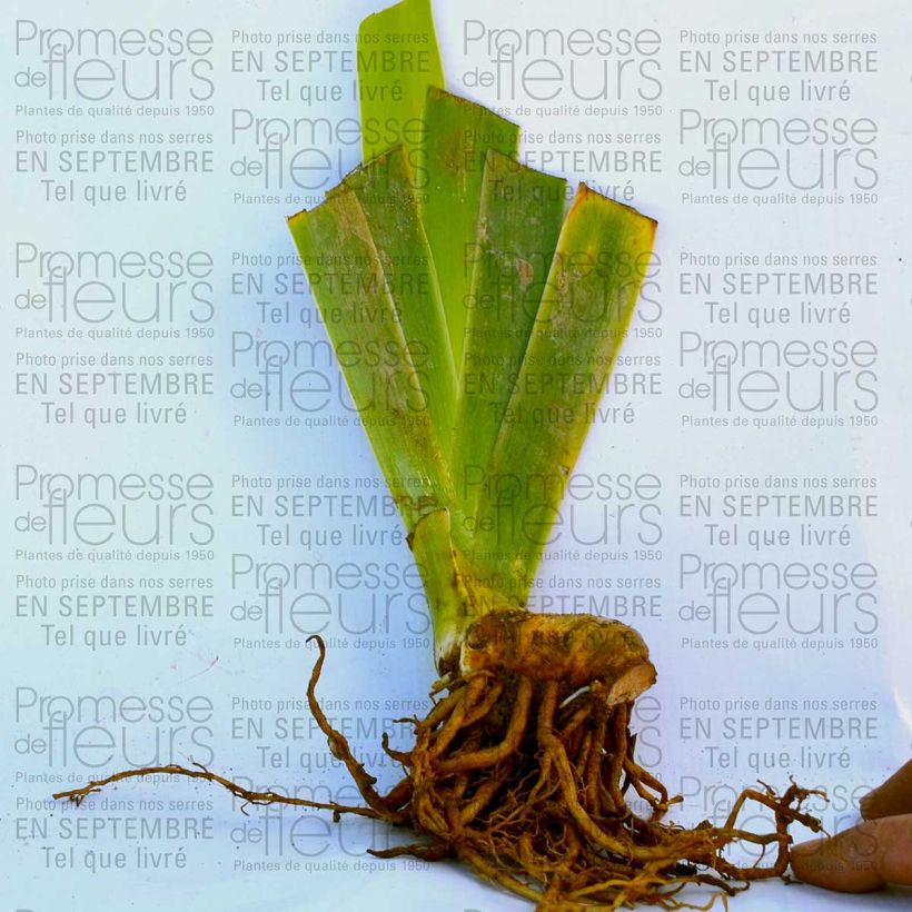 Example of Iris germanica Double Espoir 8/9 cm pot specimen as delivered