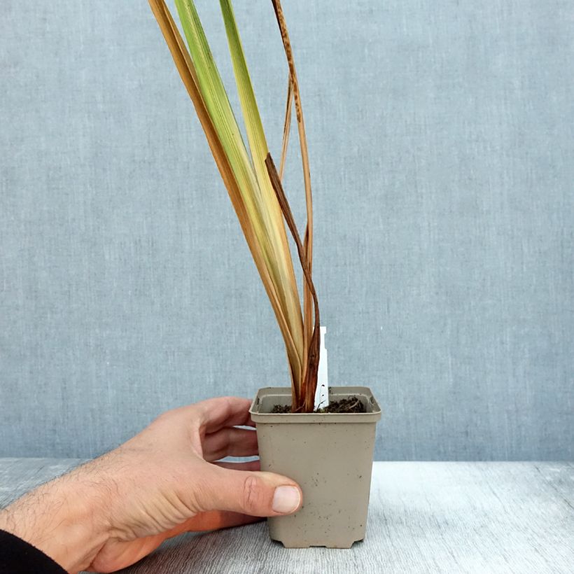 Iris ensata Diamant - Japanese Water Iris 8/9 cm pot sample as delivered in autumn