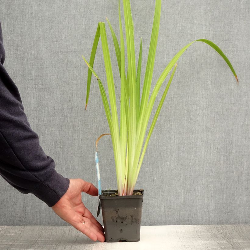 Iris ensata Dinner Plate Ice Cream - Japanese Water Iris 8/9 cm pot sample as delivered in summer