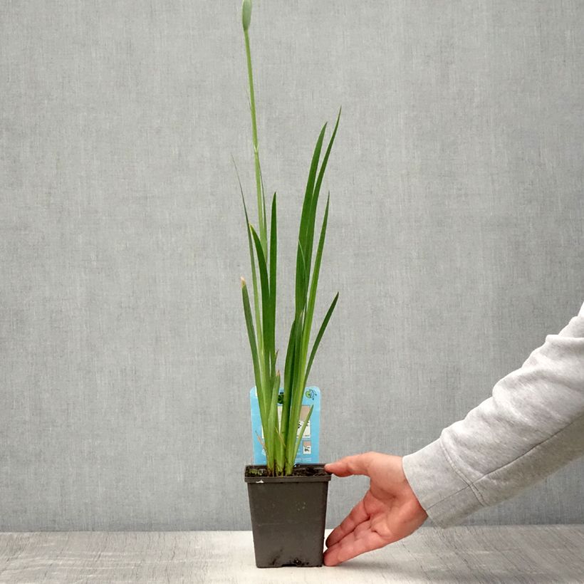 Iris ensata Dinner Plate Tiramisu - Japanese Water Iris 8/9 cm pot sample as delivered in summer