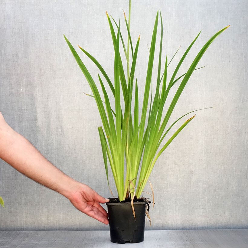 Iris ensata Dinner Plate Tiramisu - Japanese Water Iris 2L/3L pot sample as delivered in summer