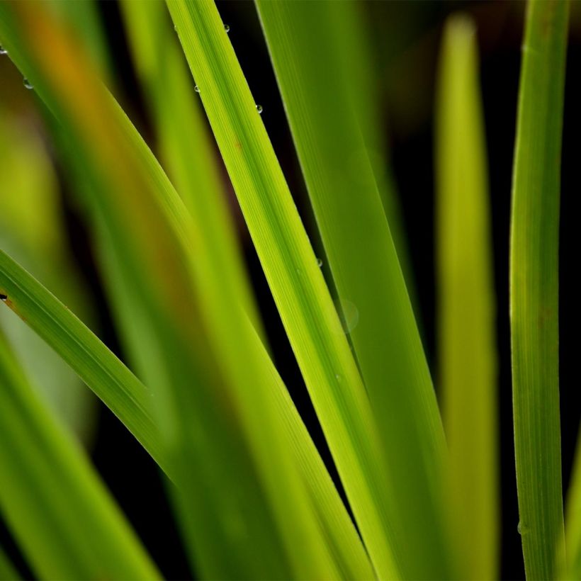 Iris ensata Gold Bound - Japanese Water Iris (Foliage)