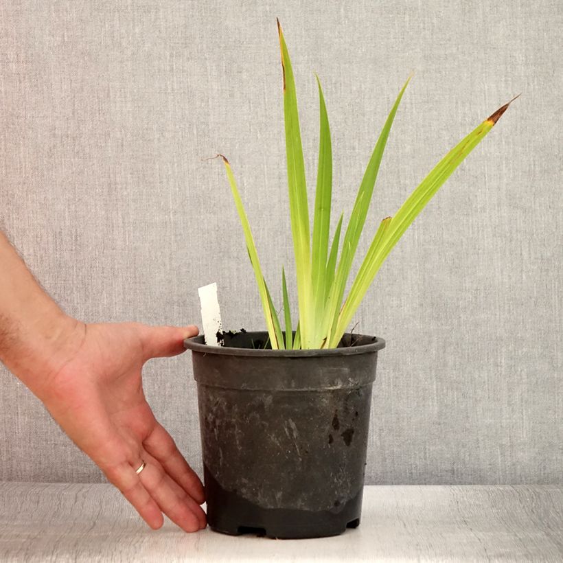 Iris ensata Harlequinesque - Japanese Water Iris 2L/3L pot sample as delivered in summer