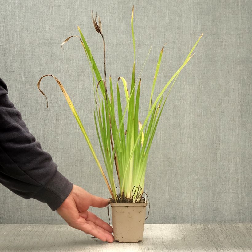 Iris ensata Lady in Waiting - Japanese Water Iris 8/9 cm pot sample as delivered in summer