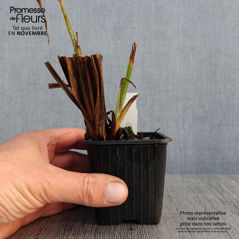 Iris ensata Rose Queen - Japanese Water Iris 8/9 cm pot sample as delivered in autumn