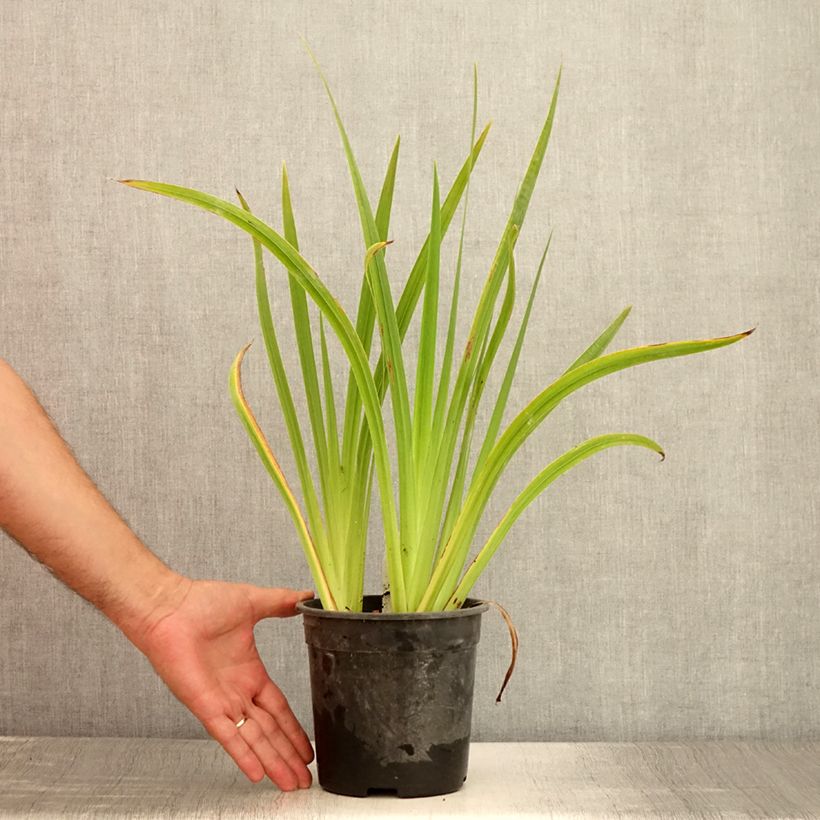 Iris ensata Sugar Dome - Japanese Water Iris 2L/3L pot sample as delivered in summer