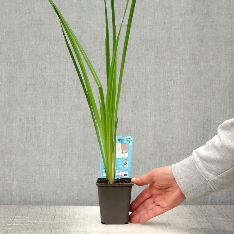 Iris ensata White Ladies - Japanese Water Iris 8/9 cm pot sample as delivered in summer