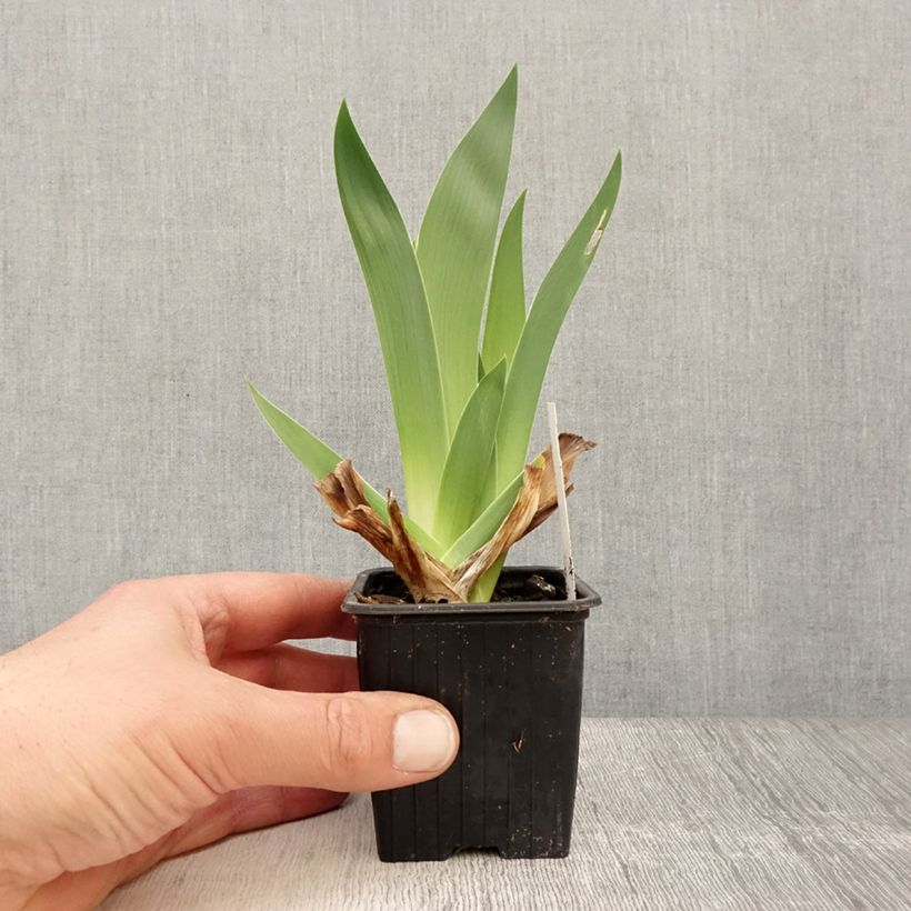 Iris germanica Accent Variegata - Bearded Iris 8/9 cm pot sample as delivered in spring