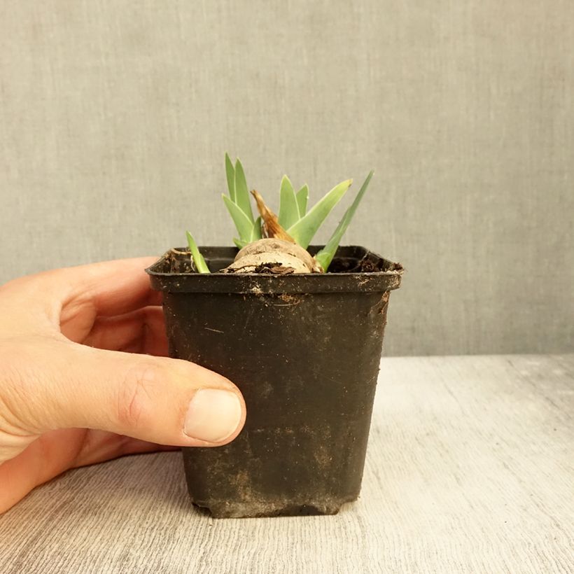 Iris germanica Alizes - Bearded Iris 8/9 cm pot sample as delivered in autumn
