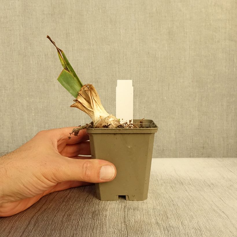 Iris germanica Babbling Brook - Bearded Iris 8/9 cm pot sample as delivered in autumn