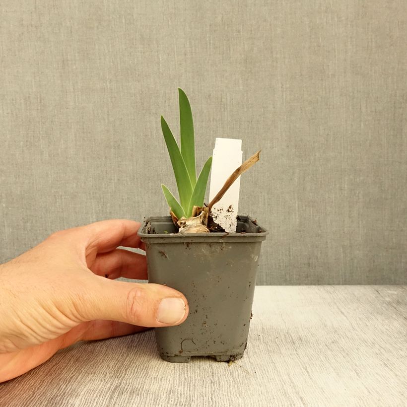 Iris germanica Baie des Anges - Bearded Iris 8/9 cm pot sample as delivered in autumn