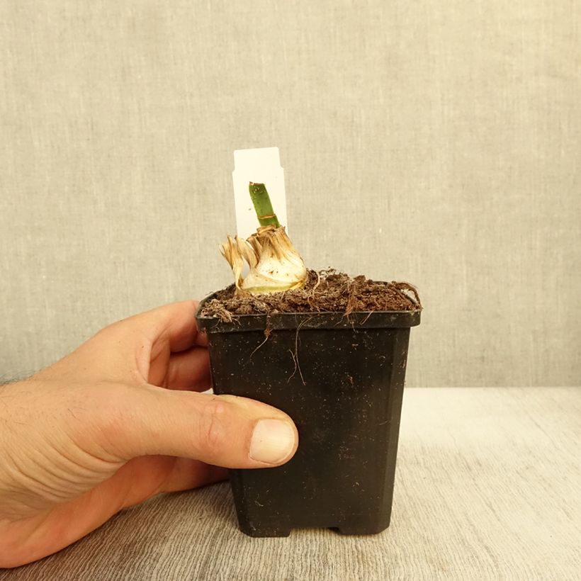 Iris Bedtime Story 8/9 cm pot sample as delivered in autumn