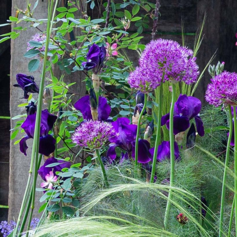 Iris germanica Black Knight - Bearded Iris (Flowering)