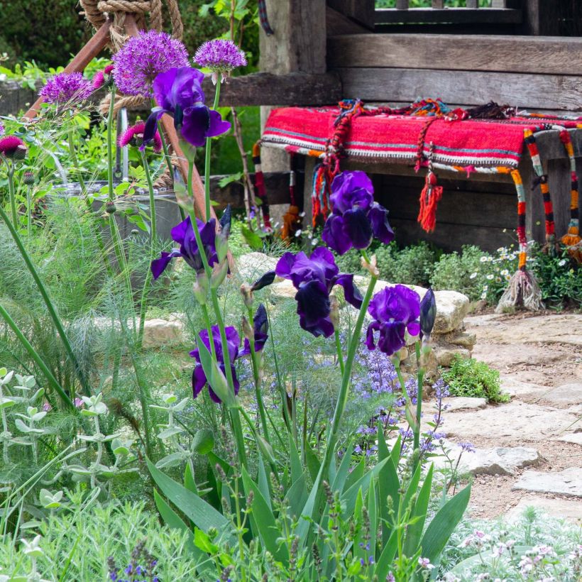 Iris germanica Black Knight - Bearded Iris (Plant habit)