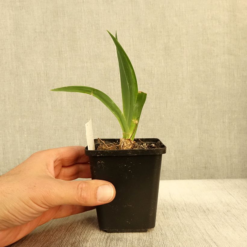 Iris germanica Black Knight - Bearded Iris 8/9 cm pot sample as delivered in autumn