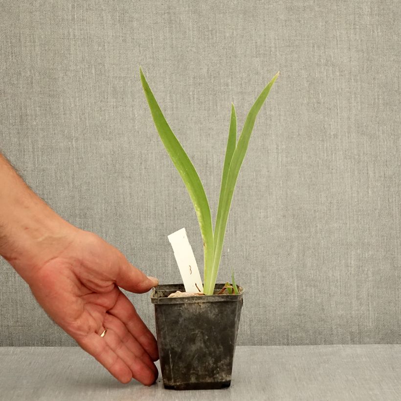 Iris germanica Brin de Folie - Bearded Iris 8/9 cm pot sample as delivered in summer
