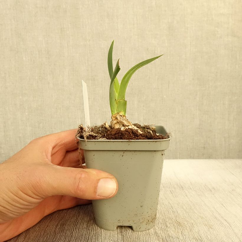 Iris germanica Bullwinkle - Bearded Iris 8/9 cm pot sample as delivered in autumn