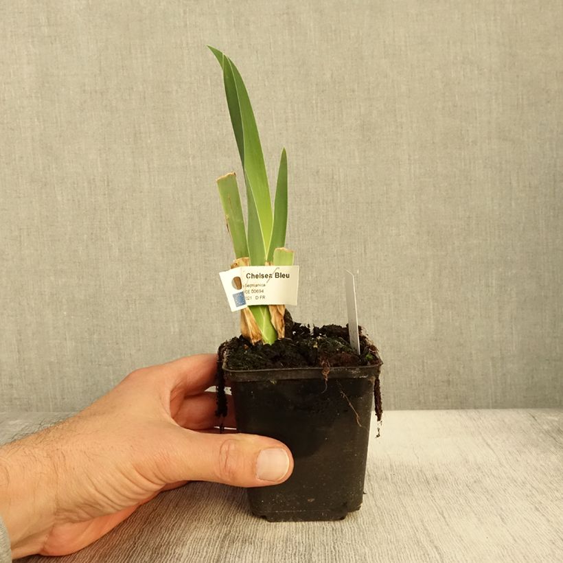 Iris germanica Chelsea Bleu - Bearded Iris 8/9 cm pot sample as delivered in autumn