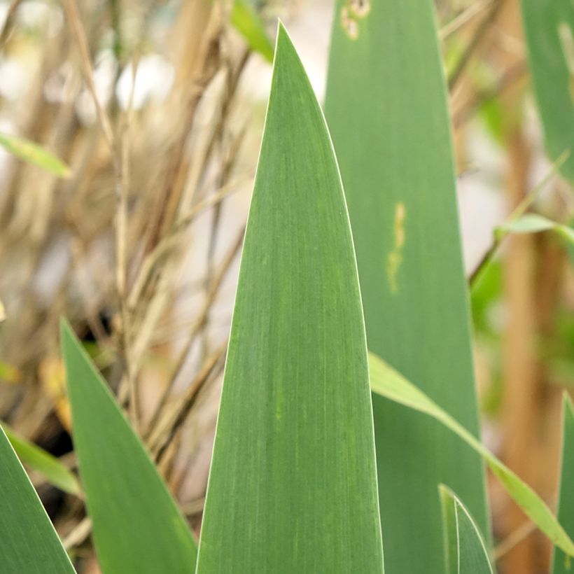Iris germanica Cherished - Bearded Iris (Foliage)