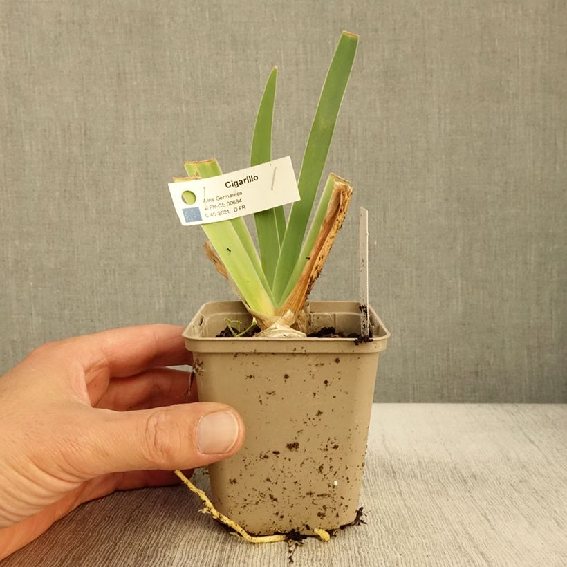 Iris germanica Cigarillo - Bearded Iris 8/9 cm pot sample as delivered in autumn