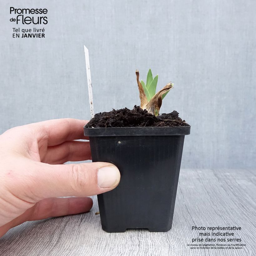 Iris germanica Coffee Trader 8/9 cm pot sample as delivered in winter