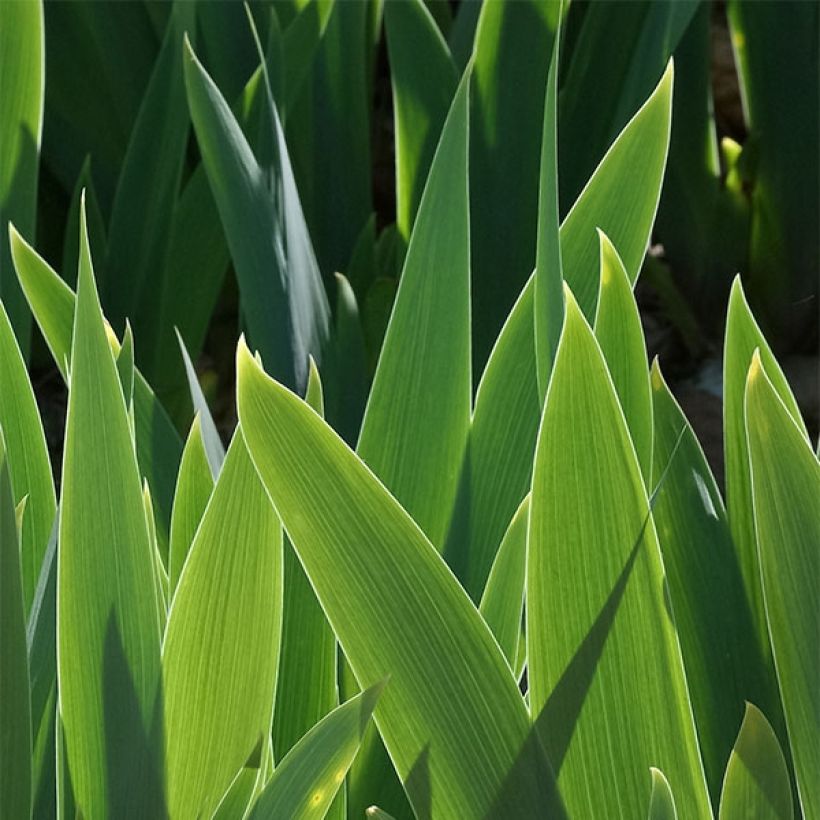 Iris germanica Dame Blanche - Bearded Iris (Foliage)