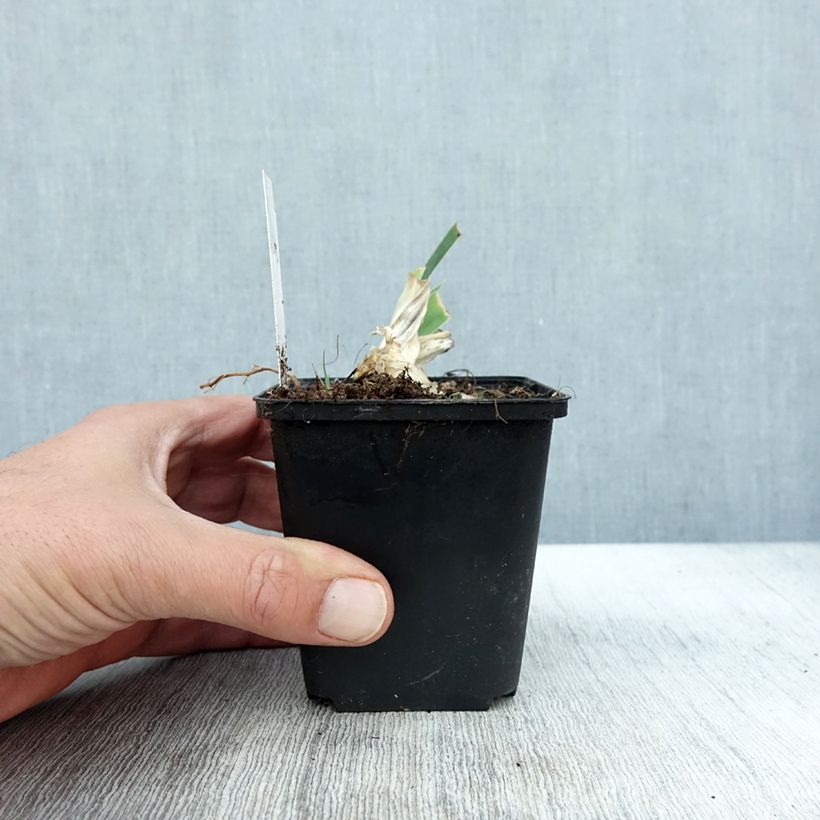 Iris germanica Dame Blanche - Bearded Iris 8/9 cm pot sample as delivered in autumn