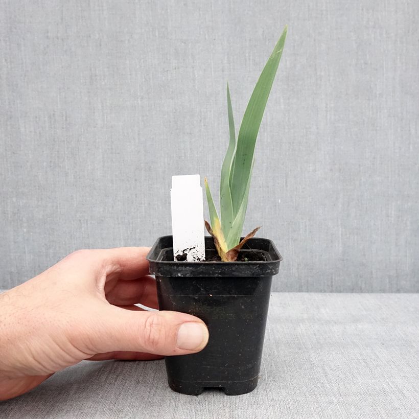 Iris germanica Dame de Coeur 8/9 cm pot sample as delivered in winter