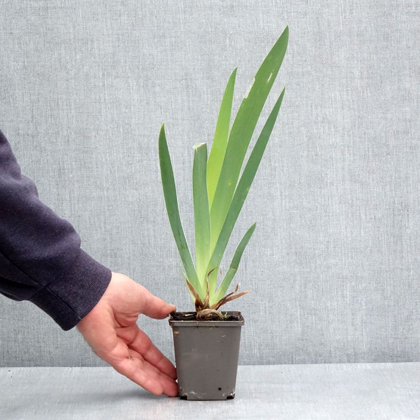 Iris germanica Dame de Coeur Rhizome sample as delivered in spring