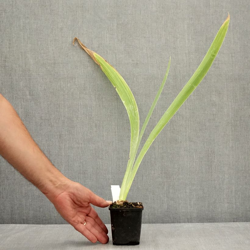 Iris germanica Dating A Royal 8/9 cm pot sample as delivered in summer