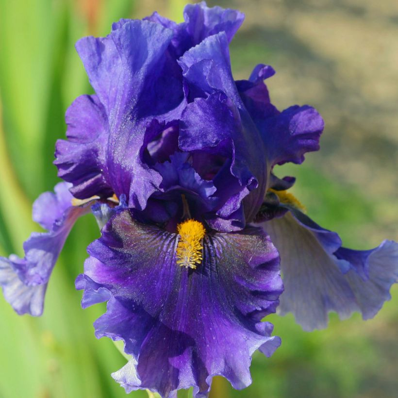 Iris germanica Deep Dark Secret (Flowering)