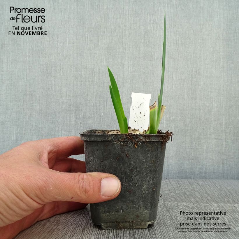 Iris germanica Déguisement 8/9 cm pot sample as delivered in autumn