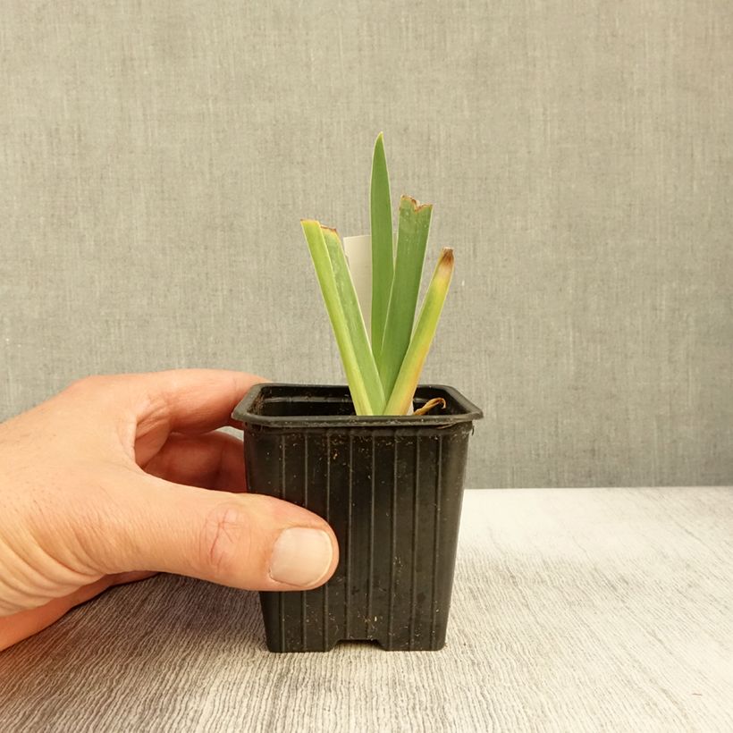 Iris germanica Delicato 8/9 cm pot sample as delivered in autumn