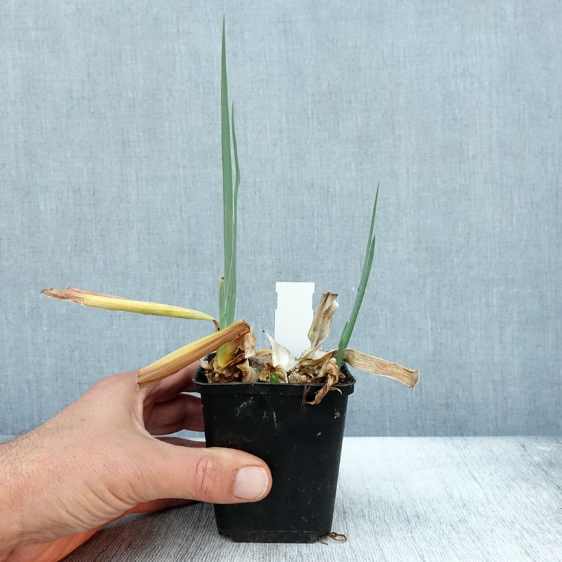 Iris germanica Dernier Cri 8/9 cm pot sample as delivered in autumn