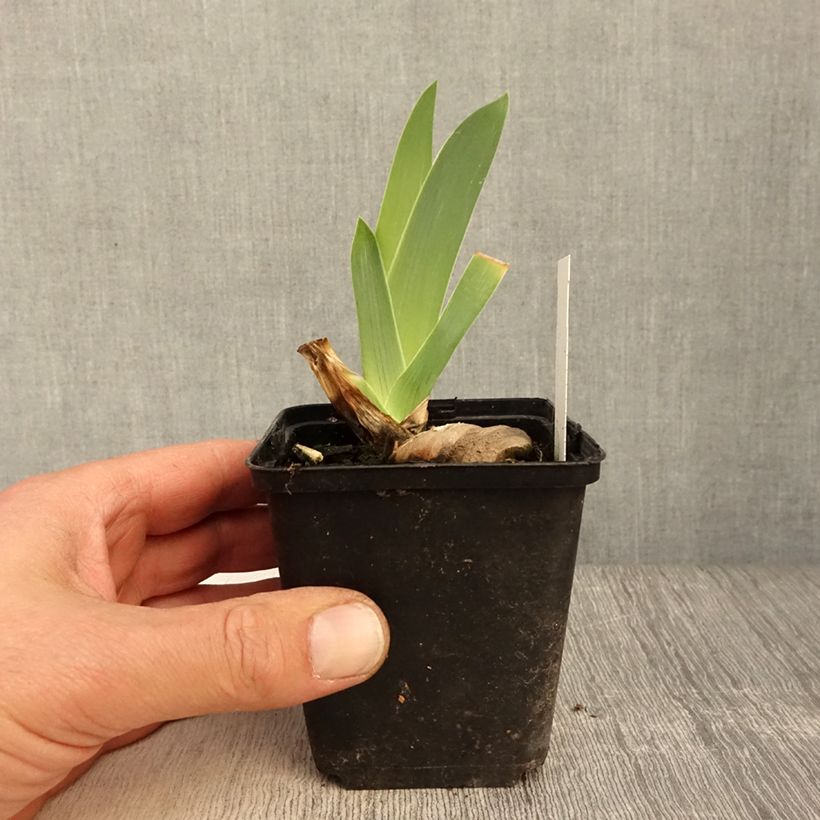 Iris germanica Dernier Cri sample as delivered in spring