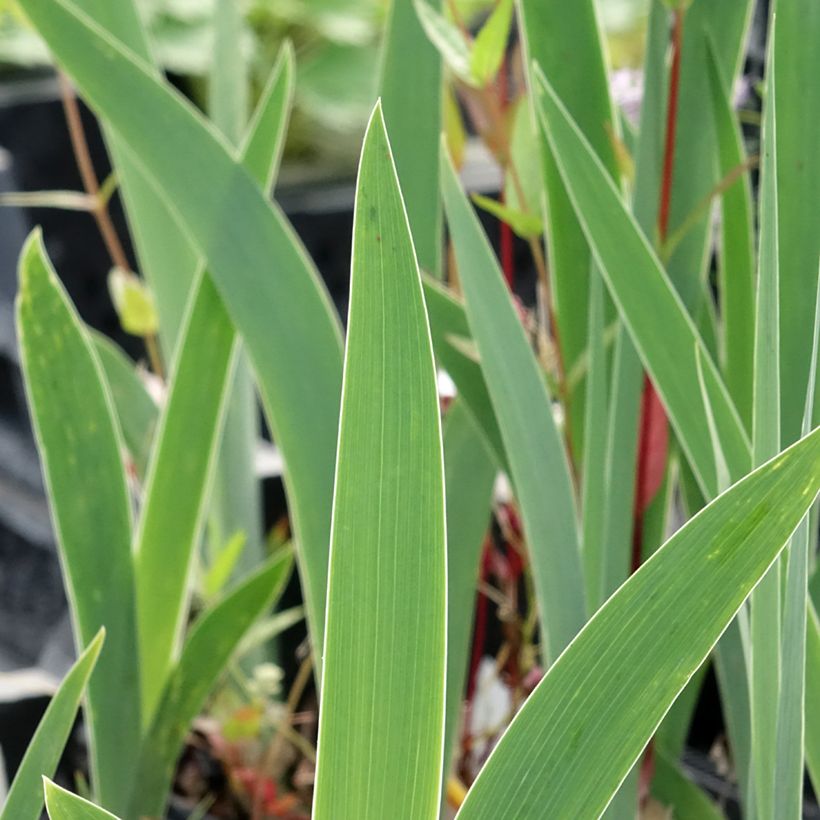 Iris germanica Dutch Chocolate - Bearded Iris (Foliage)