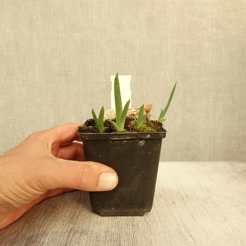 Iris germanica En Ebullition - Bearded Iris 8/9 cm pot sample as delivered in autumn
