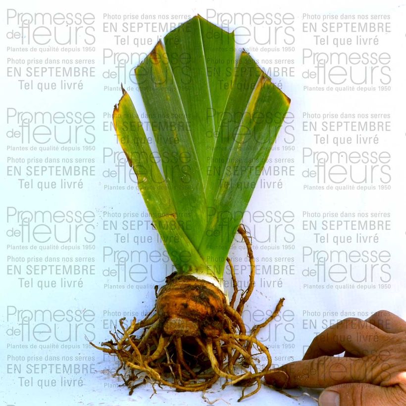 Example of Iris Fall Fiesta 8/9 cm pot specimen as delivered