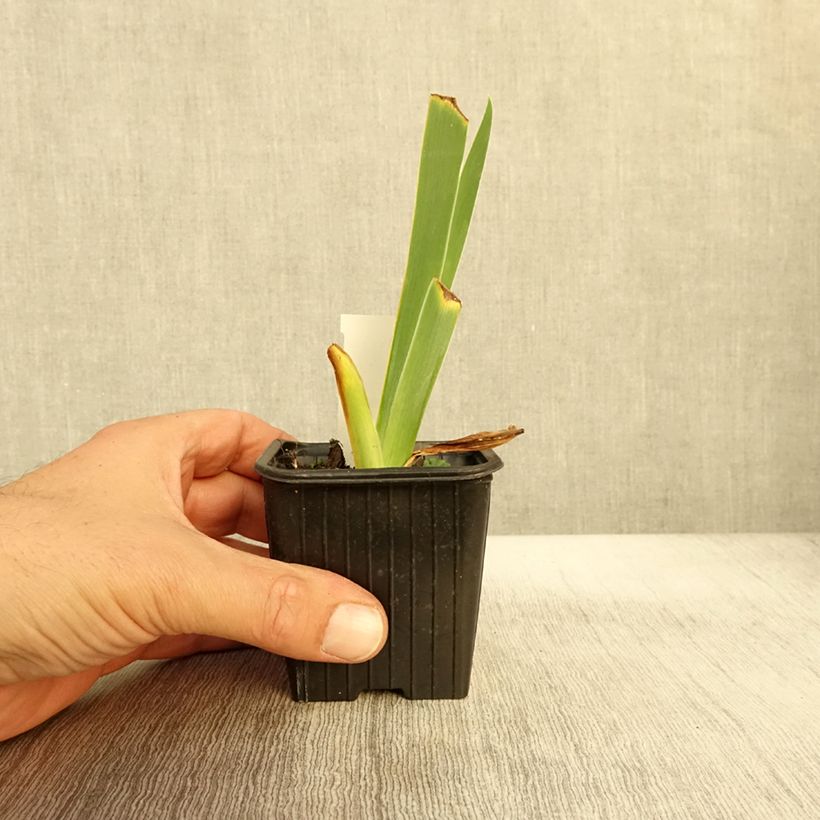Iris germanica Flamant Rose - Bearded Iris 8/9 cm pot sample as delivered in autumn
