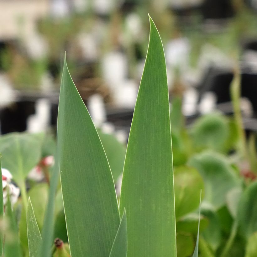 Iris germanica Frison-Roche - Bearded Iris (Foliage)