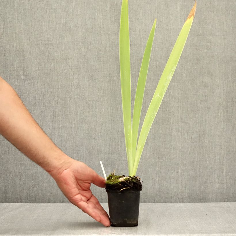 Iris germanica Galopade 8/9 cm pot sample as delivered in summer