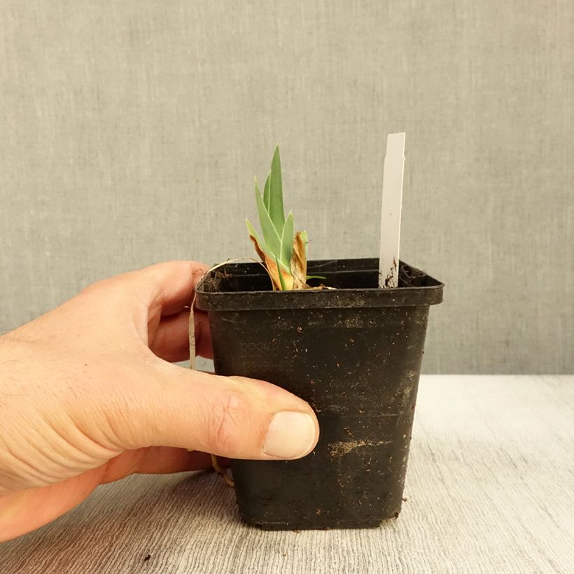 Iris germanica Gérard Brière 8/9 cm pot sample as delivered in autumn