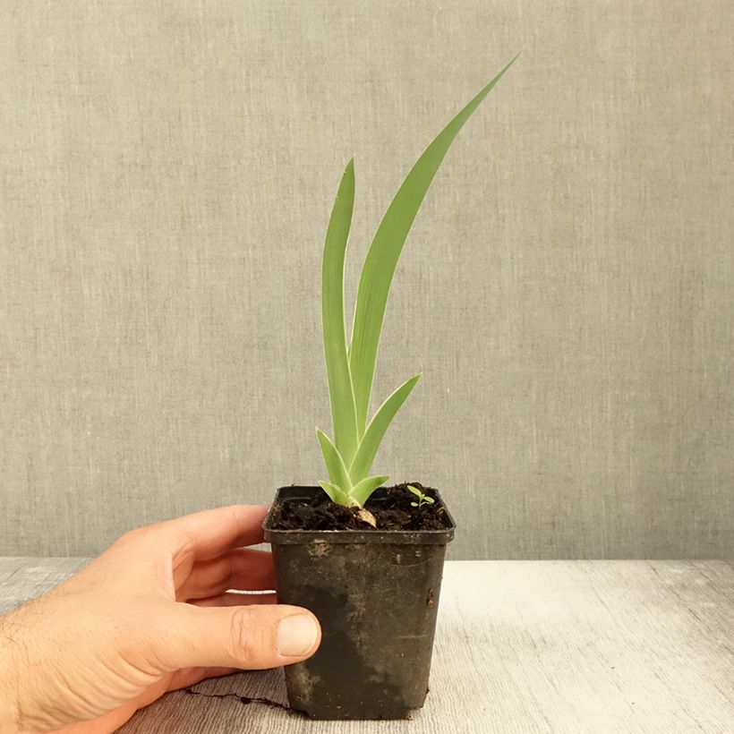 Iris germanica Golden Immortal - Bearded Iris 8/9 cm pot sample as delivered in autumn