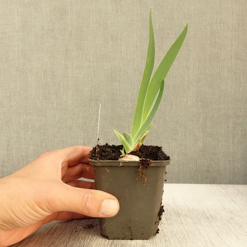 Iris germanica Grand Canari - Bearded Iris 8/9 cm pot sample as delivered in autumn